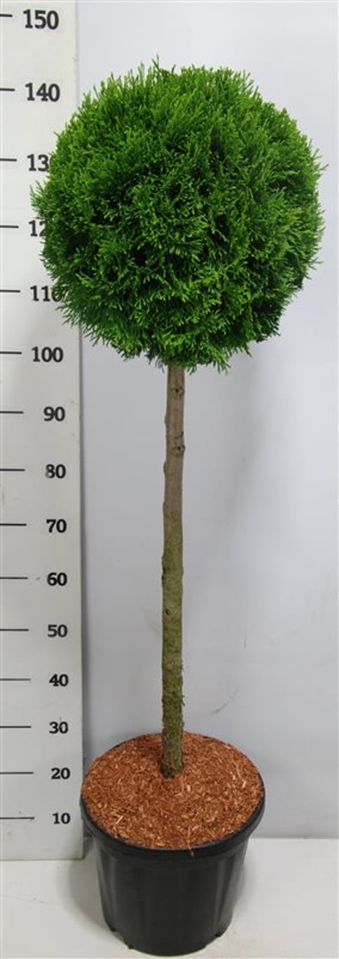 Thuja – Thuja occidentalis 'Smaragd' - C18 80-90 cm. Stam